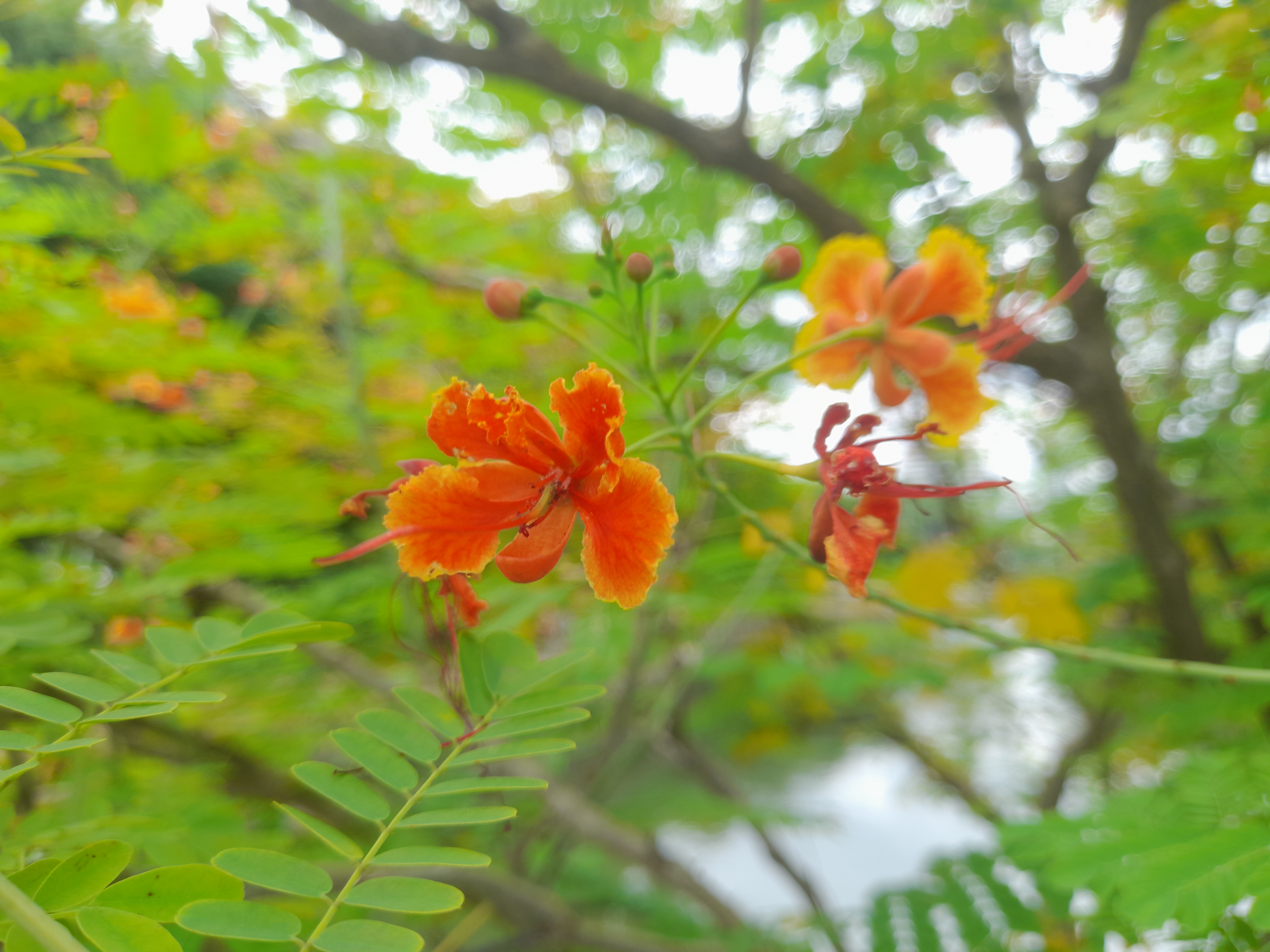 image in gallery
